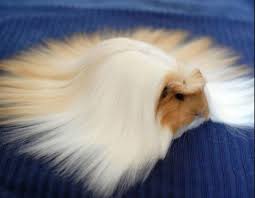 Maybe you would like to learn more about one of these? Peruvian Guinea Pig Profile Lifespan Care Appearance Size Cost More Thepetfaq