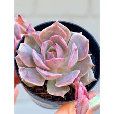 Image result for Actinanthella