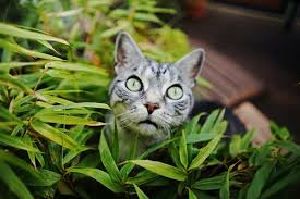 Seltsame katzen in ihrem garten: 1001 Ideen Und Hilfreiche Tipps Wie Sie Die Katzen Vertreiben