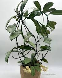 Image result for Hyparrhenia griffithii