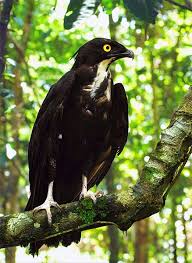 Birds Of Prey Wikipedia Indonesia Bat Hawk Wikipedia The Free Encyclopedia Weird Animals Pet Birds Birds Of Prey
