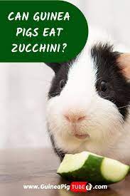 Pin On Guinea Pig Food And Diet