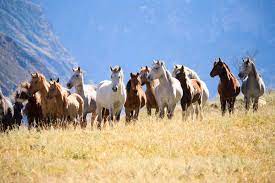 Understanding Herd Dynamics The Horse