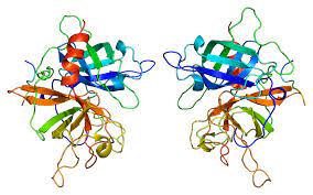 Recombinant tissue plasminogen activators (rtpas) are used in patients with ais, ami, and pe to treat thrombus. Gewebespezifischer Plasminogenaktivator Wikipedia