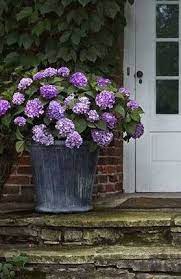 I Am Going To Do This For Sure This Year And Then Can Bring Inside Over Winter Hydrangeas Potted Hydrangea Potted Garden Inspiration Garden Containers