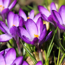 Image result for crocus flower pic