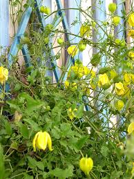 Find help & information on clematis orientalis × tangutica from the rhs. Clematis Orientalis Golden Tiara 12 80 Euro Info U Bildbeispiele