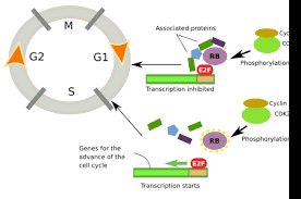 G1 phase together with the s progression through g1 phase and transition into s phase are positively and negatively regulated by. The Cell 8 Cell Cycle G1 Phase Atlas Of Plant And Animal Histology