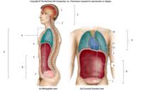 Standard anatomical positions are used to standardise the position of appendages of animals with respect to the main body of the organism. Anatomy Ch 1 6 1 8 2 Anatomical Position Directional Terms Cavities Quadrants And Abdominal Regions Quiz Quizizz