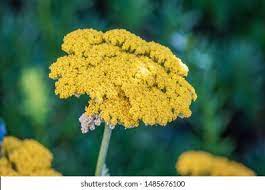 Fernleaf Yarrow High Res Stock Images Shutterstock