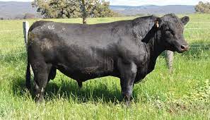 From wikimedia commons, the free media repository. Angus Cattle Breed Everything You Need To Know