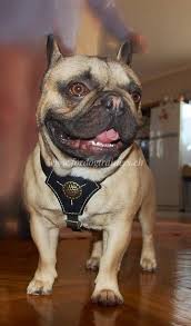 Ist das bei rüden genauso, oder sind die später fertig? Wie Die Zaehne Von Franzoesischer Bulldogge Putzen Onlineshop Hunde Maulkorb Und Hundegeschirr Hundehalsbander Schweiz