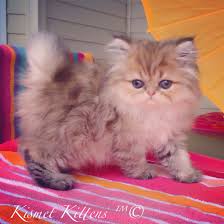 Black And White Persian Cat Doll Face Kismet Kittens For Golden Chinchilla Shaded Doll Face Persian Kitten With Green Eyes Female Ready Persian Kittens Cute Cats And Dogs Teacup Persian Kittens