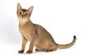Available Abyssinian Kittens For Sale & Cats For Adoption