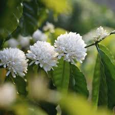La réponse à la définition : Arbuste A Fleurs Blanches Liste Ooreka