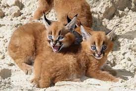 Houbara bustard الحباري felis caracal. Ù…Ø¹Ù„ÙˆÙ…Ø§Øª Ø¹Ù† Ø­ÙŠÙˆØ§Ù† Ø§Ù„ÙˆØ´Ù‚ Ø§Ù„Ø¹Ø±Ø¨ÙŠ Ø¨Ø§Ù„ØµÙˆØ± ÙˆØ§Ù„ÙÙŠØ¯ÙŠÙˆ Ø³Ø­Ø± Ø§Ù„ÙƒÙˆÙ†