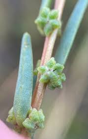 Image result for Suaeda sp. B