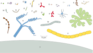 What Is The Range Of Cell Sizes And Shapes