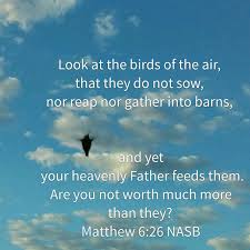 Look At The Birds Of The Air Verse Pin On Christian Quotes Scripture