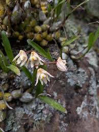 Image result for Polystachya hastata