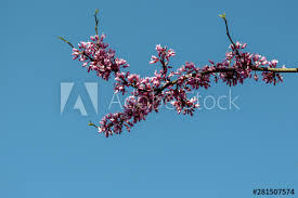 The redbud is an ideal tree for the yard where ever it will grow. Pink And Blue Not Colors For A Baby Shower But Colors Indicating New Life At Springtime In Missouri Beautiful Pink Redbud Tree Blooms Against A Gorgeous Blue Sky Buy This Stock