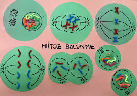 Mitotic Division Mitoz Bolunme Mitoz Bolunme Maket Mitoz Bolunme Evreleri Molekuler Biyoloji Biyoloji Lise Fen Bilgisi