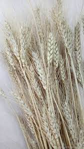 Ты поймешь, что твоя роза — единственная в мире. Kolosya Pshenicy Ostistoj Kupit Na Yarmarke Masterov J9oksru Materialy Dlya Floristiki Rossosh