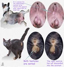 If your testicular cancer is diagnosed and treated at an early stage, you can expect to be cured. Retained Testicle Or Cryptorchidism In Your Dog Or Cat