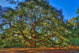 Places to see places ive been angel oak trees south carolina to go painting sky charleston sc world. Tree Of Life Charleston Sc Angel Oak Landscape Angel Oak Tree Art Photograph By Reid Callaway