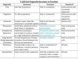 Their primary function is to generate energy for the cell i.e they are the power. Ppt 7 12d Cell Organelle Structure Vs Function Powerpoint Presentation Id 6360435