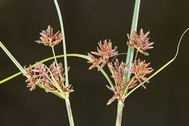 Image result for Cyperus longus