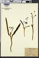 Image result for Scilla benguellensis