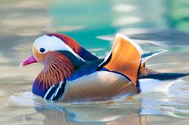 The mandarin duck is a uniquely colored duck. 8 Colorful Facts About Mandarin Ducks