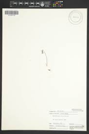 Image result for Wahlenbergia ericoidella