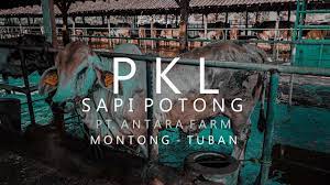 Menjadi tenaga ahli madya pada badan pengawas sertifikasi dan penjamin mutu benih seperti bpsbtph, bp2mb dan. Bumn Paramedik Veteriner Paramedik Veteriner Fakultas Kedokteran Hewan Ipb Gandevijay