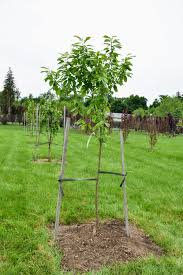 I have a standard white gold. Fruit Trees From Windy Hill Farm The Martha Stewart Blog