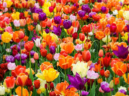 Maybe you would like to learn more about one of these? Getting Tulips To Bloom Every Year Reasons And Fixes For Non Flowering Tulips