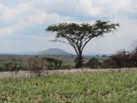 Image result for Acacia abyssinica