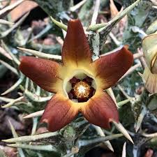 Image result for Orbea paradoxa