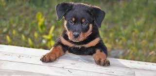 The rottweiler is a large breed herding and guard dog. Rottweiler Puppy For Sale Bangalorepups