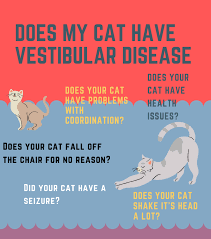 Fluid replacement therapy is required in patients. Symptoms And Treatment For Vestibular Disease In Cats Pethelpful By Fellow Animal Lovers And Experts