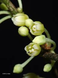 Image result for Rinorea angustifolia
