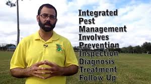 St augustine is an excellent variety of lawn grass for warmer climates. St Augustine Grass Care Fungus Control Miami 786 222 7069 Youtube