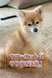 ポメラニアンのサマーカットって何が危険なの 必ず知っておきたいデメリット ポメラニアン ポメラニアン カット サマー