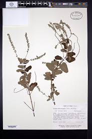 Image result for Chascanum hederaceum