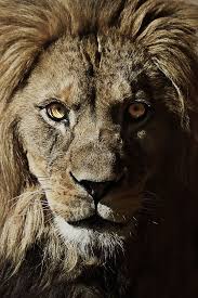 out of the dark majestic animals big animals animals wild