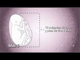 Como Crece Su Bebe Mes 5 Youtube