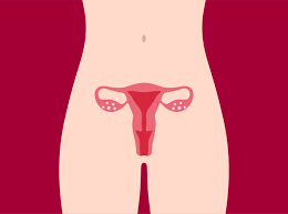 If you worry about your labia or vulva being normal you're not the only one. Weibliche Geschlechtsorgane Vulva Vagina Co