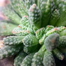 Image result for Crassula alsinoides