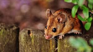 I hid them safely in the bottom of the do mice like cheese? Immunological Differences Between Lab Mice And Wild Mice The Scientist Magazine